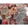 Begonia joe hayden