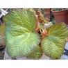 Begonia kiwi