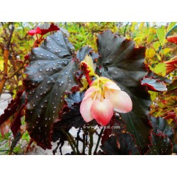 Begonia little miss mummy