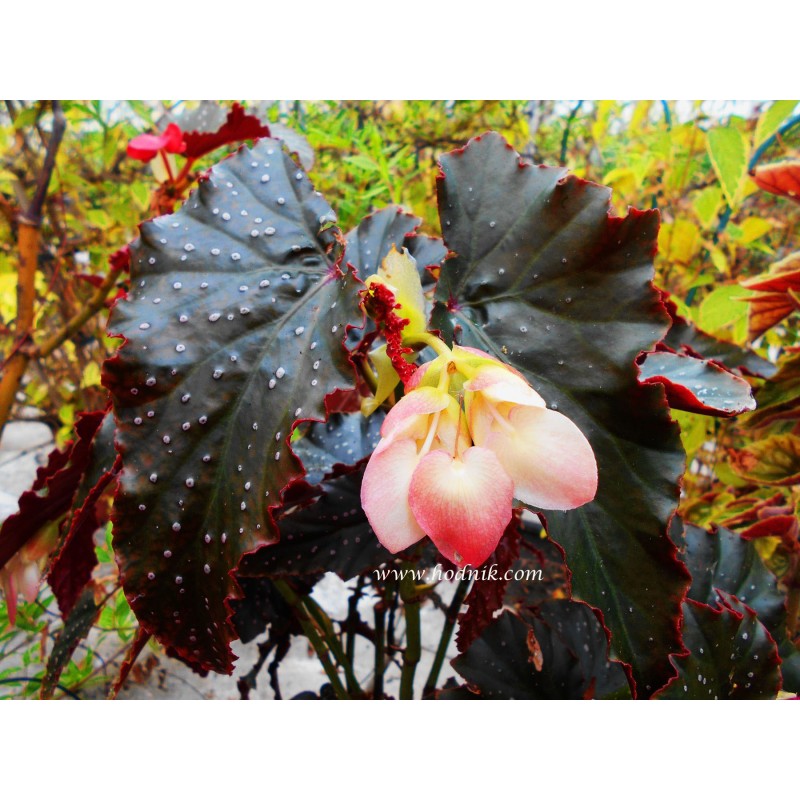 Begonia little miss mummy