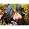 Begonia little miss mummy