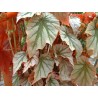 Begonia looking glass