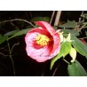 Abutilon anneke