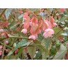 Begonia medora