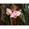 Begonia metallica