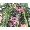 Begonia my special angel