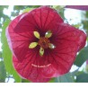 Abutilon ashford red