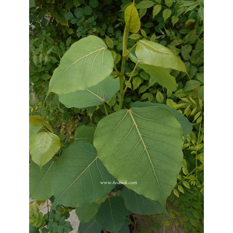 Ficus religiosa très gros sujet