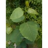 Ficus religiosa très gros sujet
