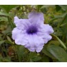 Ruellia tuberosa