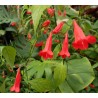Ruellia graecizans