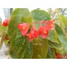 Begonia coccinea rubra