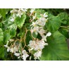 Begonia nitida odorata