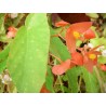 Begonia olei silver spot