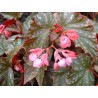 Begonia orphea fox