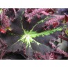 Begonia rayon vert
