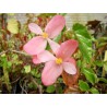 Begonia richmondensis