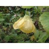 Abutilon canary bird