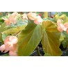Begonia rubayat