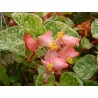 Begonia semperflorens variegata