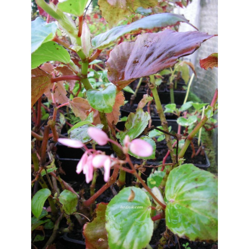 Begonia tea rose