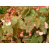 Begonia thimothee