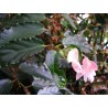 Begonia soralia