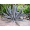 Agave americana