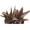 Aloe black gem