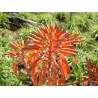 Aloe liliaris