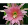 Epyphillum marila cornu