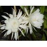 Epyphillum oxypetalum