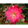 Epyphillum peach blossom