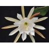 Epyphillum white profusion