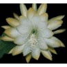 Epyphillum wrayi