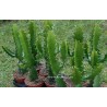Euphorbia erythrea