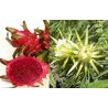 Hilocereus undatus fruit du dragon