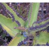 Kalanchoe degremontana