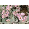 Kalanchoe pumilla