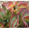 Kalanchoe thyrsiflora