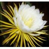 Selenicereus grandiflorus