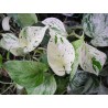 Scindapsus albo variegata