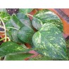 Scindapsus aureo variegata
