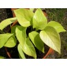 Scindapsus golden pothos