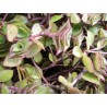 Tradescantia callisia