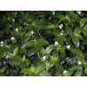 Tradescantia fluminensis