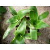 Tradescantia gigantea
