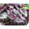 Tradescantia purpusii silver sicilian