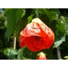 Abutilon emperor