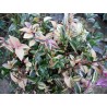Tradescantia quadricolor